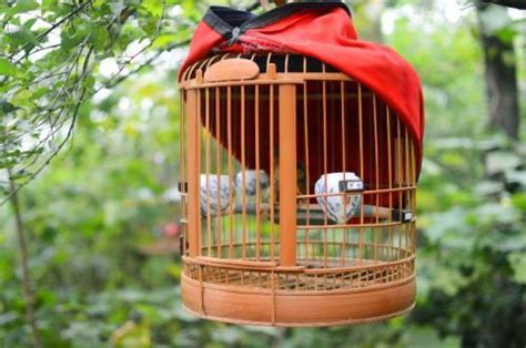 養鳥禁忌|家庭養鳥的6大忌諱，養鳥人不得不知，如果有犯錯請趕緊注意